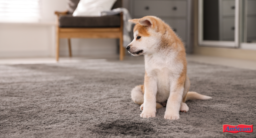 A Huskey puppy sitting near a urine stain on a brown carpet.